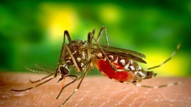 La Ops Alerta De Nuevo Tipo De Dengue En Am Rica Latina Urgentebo