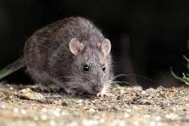 Hantavirus kills two people in La Paz